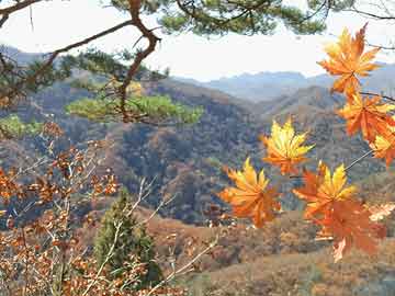 鹤岗24周能吃打胎药吗（孕24周可以打掉吗）
